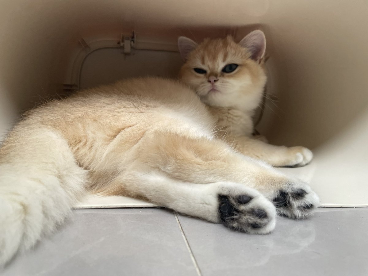 Fankmin's tweet photo. 🐈 https://t.co/ktGR7mk2R2