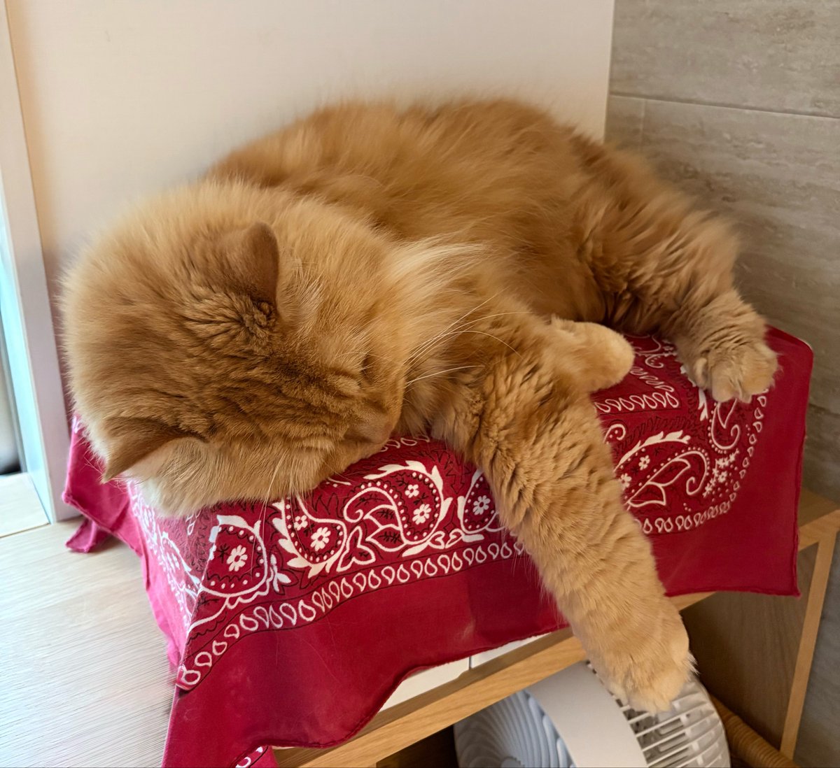 junjunkomachan's tweet photo. 涼しいからいっぱい寝られるね♡
 #ねこ  #猫の昼寝 
 #猫がいる幸せなひととき https://t.co/X2IODwZSUz