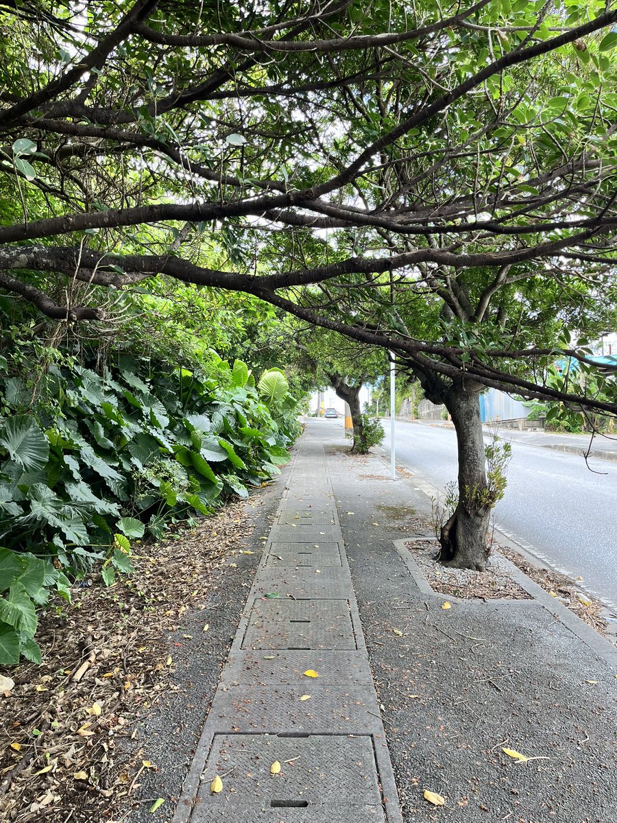 kamerunnerdesu's tweet photo. 午前ラン10K。32度晴れ。近づく台風の影響か少し湿度が高くて息苦しさあり。自分史上連続ラン記録更新中。まだまだ行けそう🏃‍♂️‍➡️⛰️
#garmin #beatyesterday https://t.co/d7xcscinwA