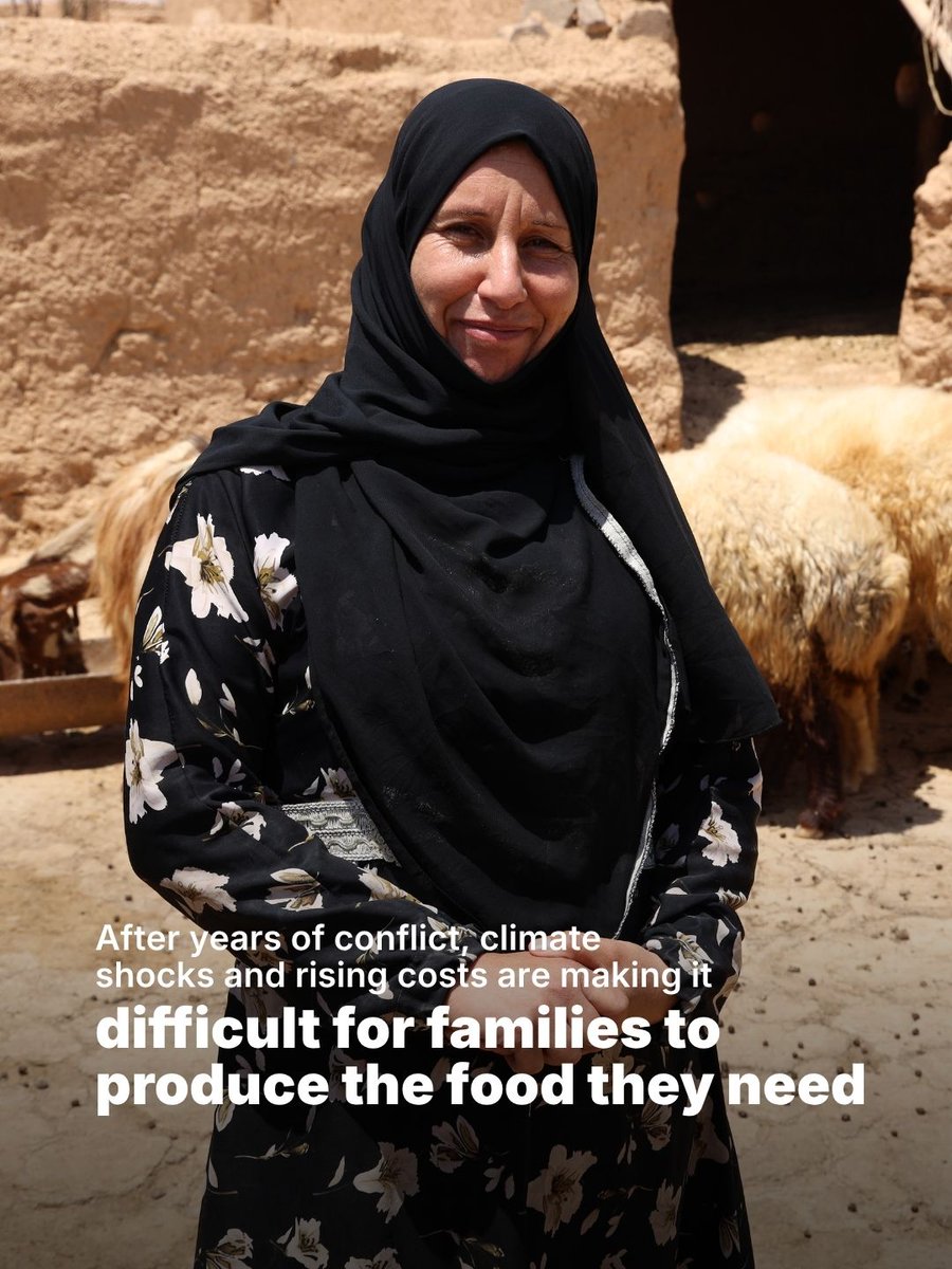 UNOCHA's tweet photo. In north-east Syria, families regard their livestock and the next harvest with greater value than just food.

With support from the Syria Humanitarian Fund, @FAOSyria is helping farming households to plant vegetables, protect livestock and keep rural livelihoods alive. https://t.co/bKJrXM9XoO