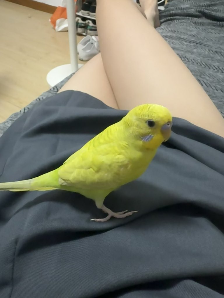 Icezm7's tweet photo. hihi大家好 我叫牙刷  是一只不会说话的笨小鸡，我的妈妈给我这个名字是因为她喜欢说：我牙刷哟～
嗯 我猜她应该很喜欢牙刷或者刷牙。。
我最喜欢干的事就是咬妈妈的嘴唇 和脚趾给她咬的嗷嗷叫，感觉我像s懂吧

其次我有个哥哥也是个笨小鸡在趁妈妈上班的时候离家出走了，至今未归才有了我。

seeyou^ https://t.co/glqiBO9qDG
