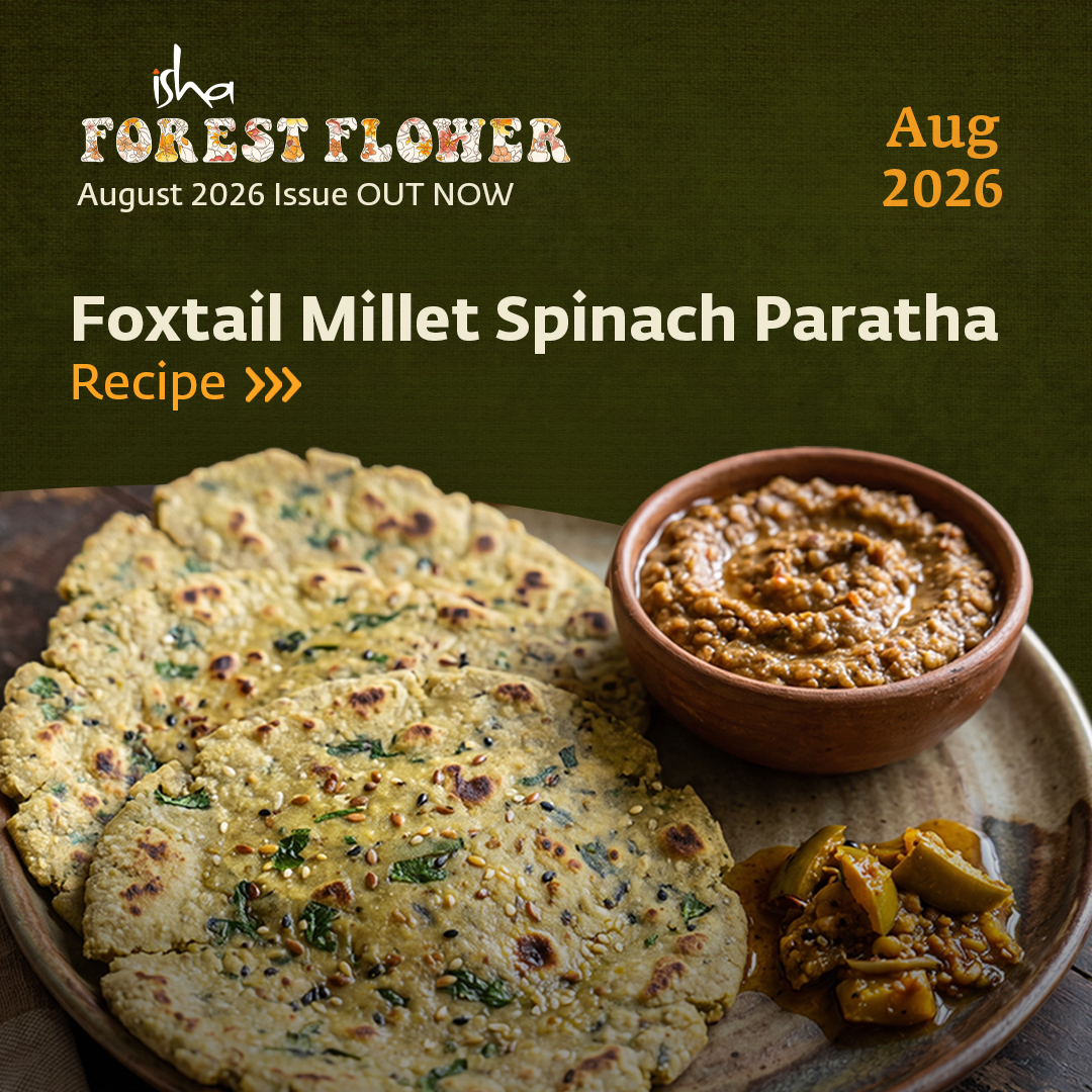 ishafoundation's tweet photo. Four flours, one flatbread. Foxtail millet ground fresh, brought together with spinach, sesame, flax, and a quiet heat from ginger and chili.

Mix, rest, then roll carefully—the edges will crack a little. Smooth them as you go.
Cook it on a warm tava until it browns and crisps in spots.  That’s when it’s ready.
Serve with yogurt or a spicy pickle. Nothing more needed.

Get the full recipe in the August edition of Isha Forest Flower – OUT NOW:
https://t.co/IqObmX3Xkh