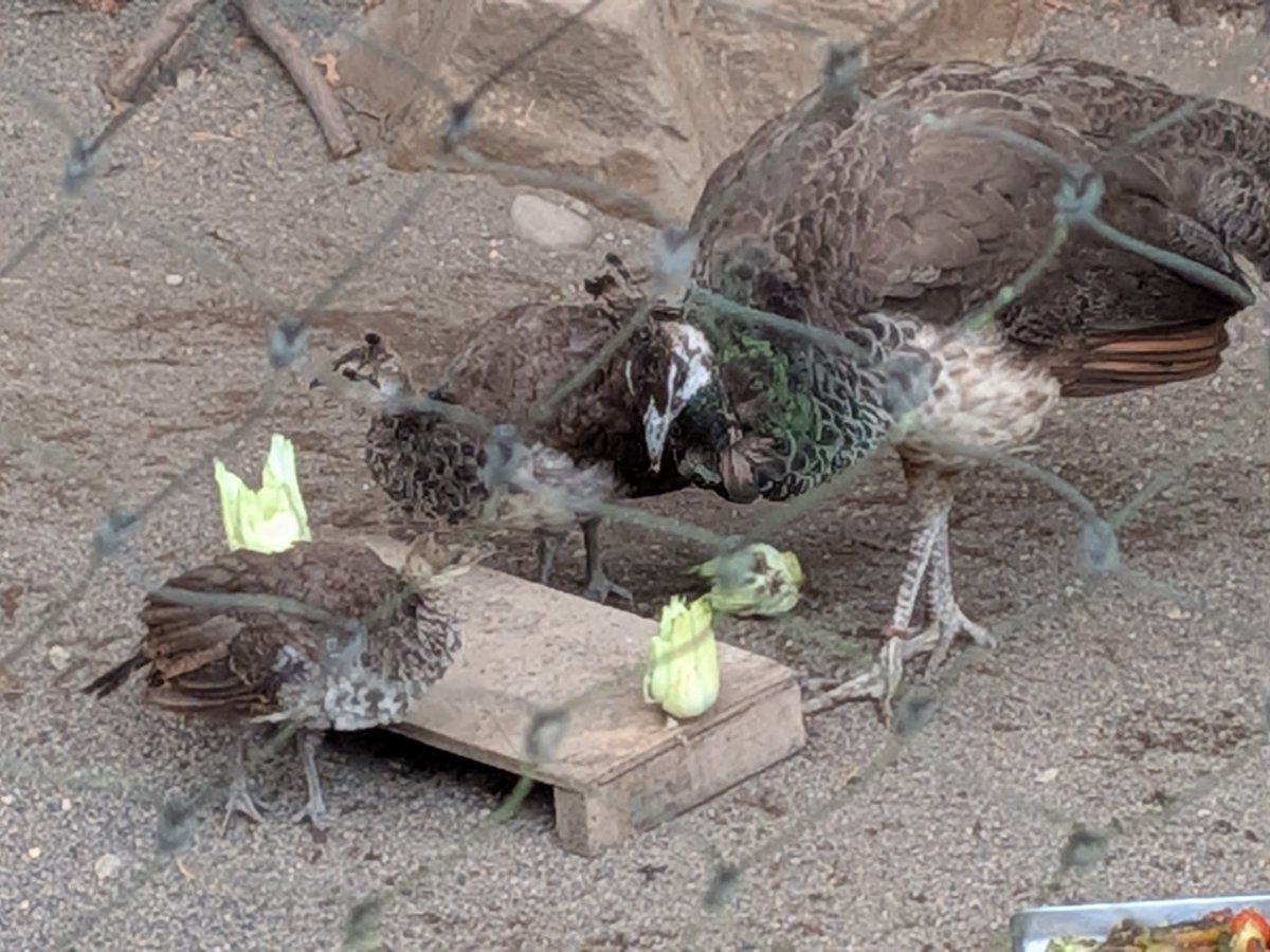 daysold_ex's tweet photo. #クジャク の #親子 #3羽  
#旭山動物園 https://t.co/Og8lLBQ1cA