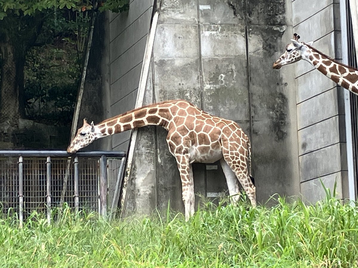 asaka715's tweet photo. これはひたすら手すりをペロペロし続けるキリンと、それを見守るキリン🦒🦒 https://t.co/trc5bK7A33