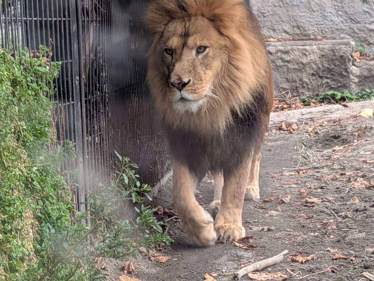 daysold_ex's tweet photo. #ライオン の #オリト くん  #9年2月齢 
#旭山動物園 https://t.co/5Zi4EMecQM