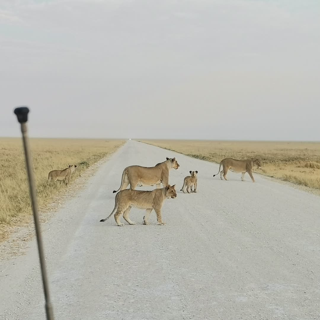 GondwanaLodges's tweet photo. Good morning from Etosha King Nehale🦁
Ready to experience Etosha for yourself? Book today: https://t.co/tKK7s5erJp
📸: Mandume
#EtoshaKingNehale #GondwanaCollectionNamibia #EtoshaNationalPark #Namibia #NamibiaWildlife #AfricanSafari #LionsOfEtosha #SafariExperience https://t.co/aWZatghgtE