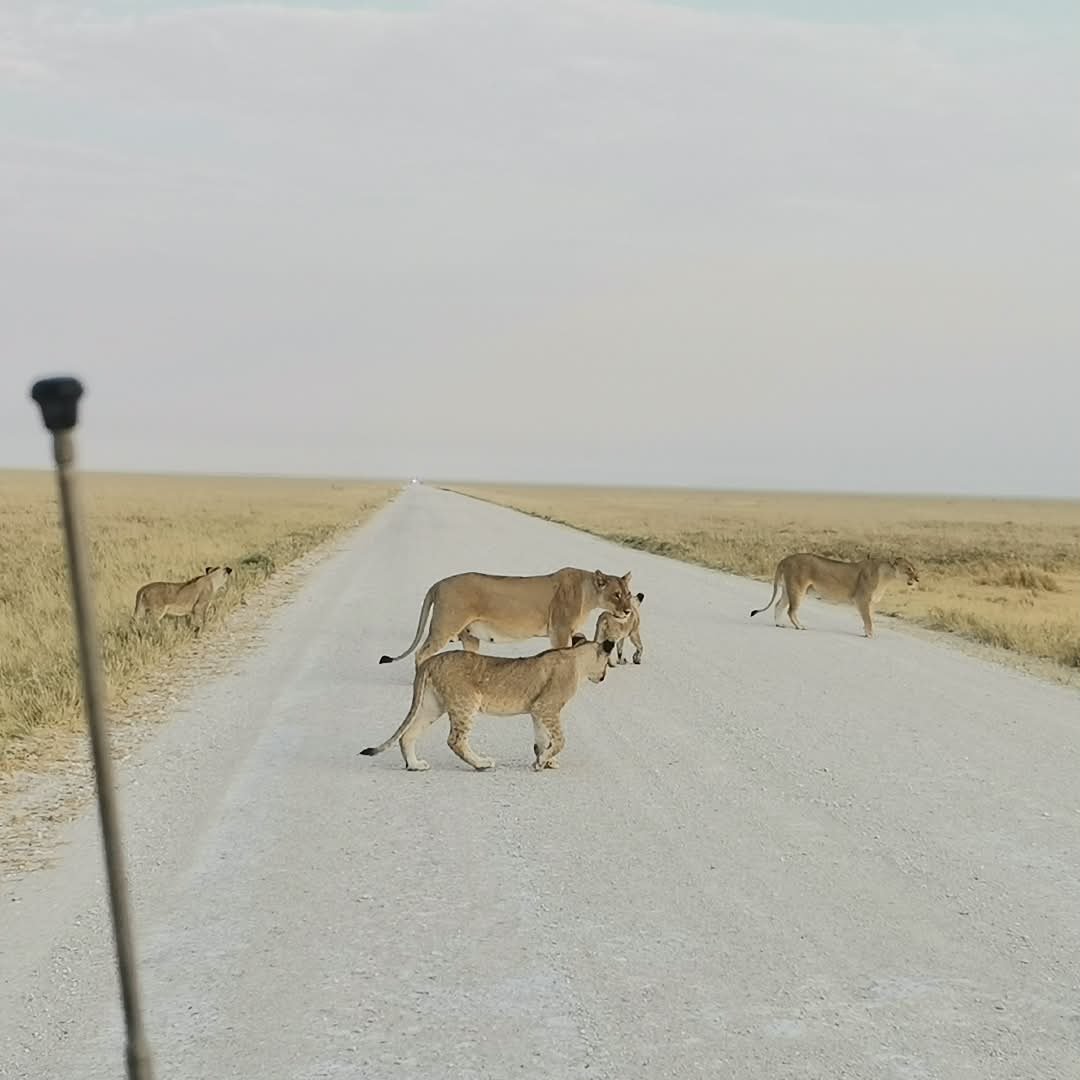 GondwanaLodges's tweet photo. Good morning from Etosha King Nehale🦁
Ready to experience Etosha for yourself? Book today: https://t.co/tKK7s5erJp
📸: Mandume
#EtoshaKingNehale #GondwanaCollectionNamibia #EtoshaNationalPark #Namibia #NamibiaWildlife #AfricanSafari #LionsOfEtosha #SafariExperience https://t.co/aWZatghgtE