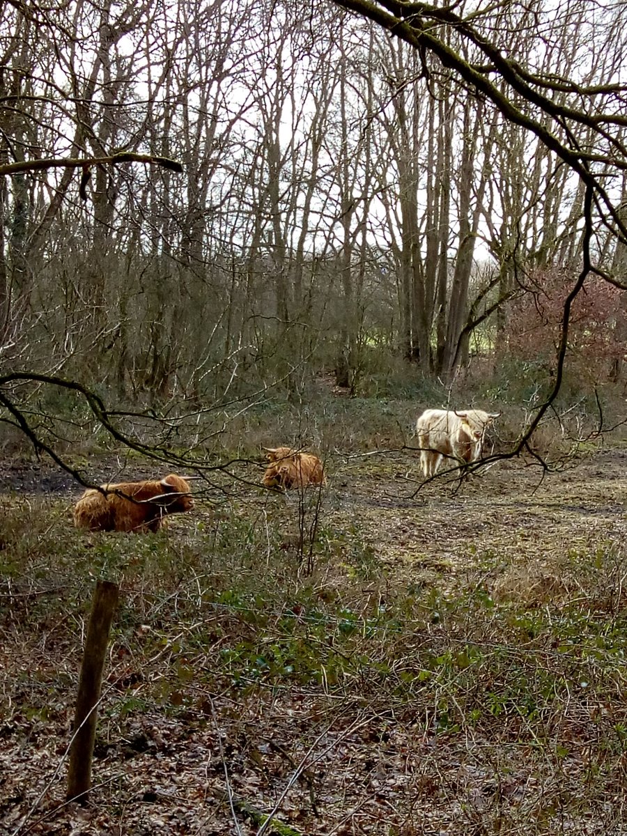 minampkm's tweet photo. A lone fox prowling in the残林, its fur matted with frost under the gray sky. https://t.co/a2wAam6XuF