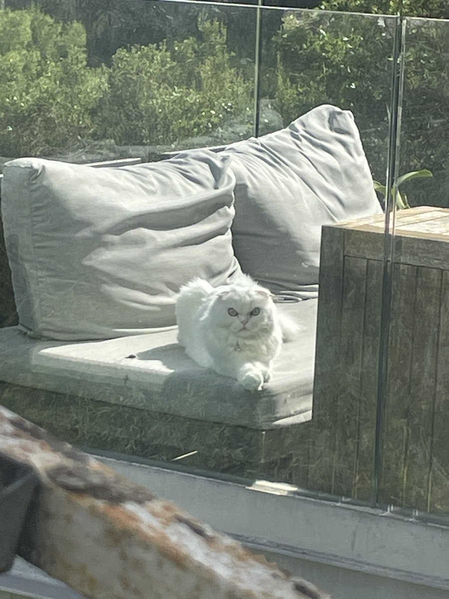 HilaSketchCat's tweet photo. My parents’ neighbours have such a dumb cat. Such evil eyes and nothing behind them https://t.co/3hrjKWJgYV