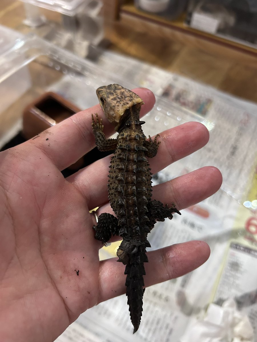 rrfjk704's tweet photo. 我が家CBのアカメカブトトカゲ
もうすぐ1歳だけど色素薄めで頭が黒くならない子。
紫外線当ててないから？ https://t.co/mIc45jZUOG