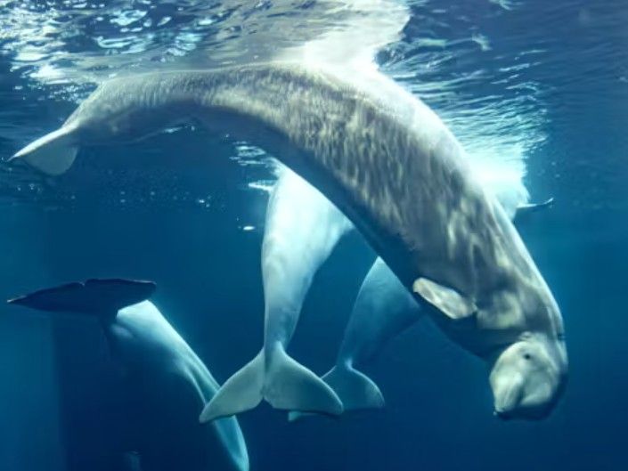 TheTorontoSun's tweet photo. Foreign objects found in dead Marineland belugas, Chicago aquarium says https://t.co/8hcun77Nsm https://t.co/lQglQ3X7qn