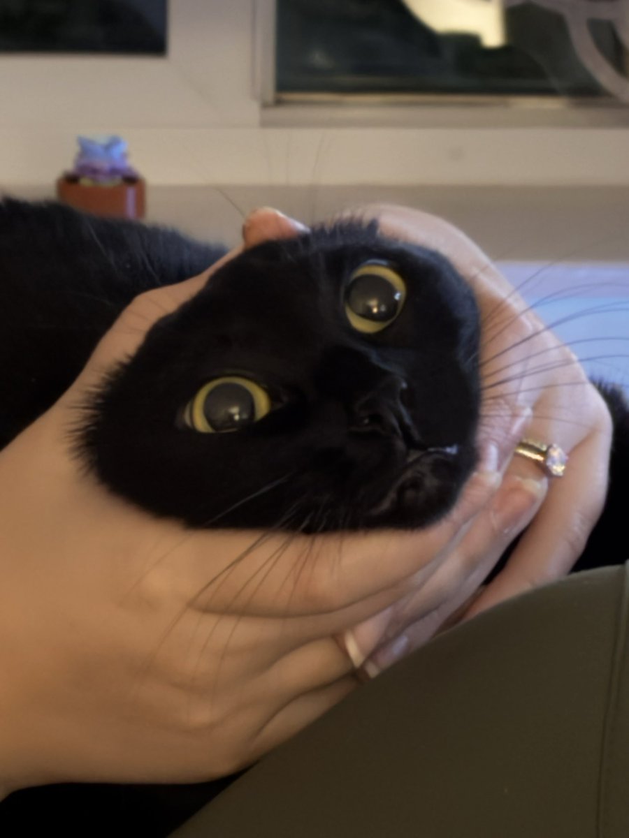 BAleksandr05's tweet photo. Meow https://t.co/XectdpLzlb