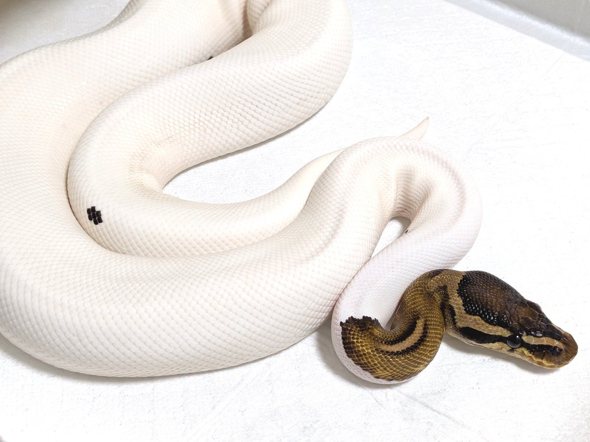 BallPython1207 tweet picture