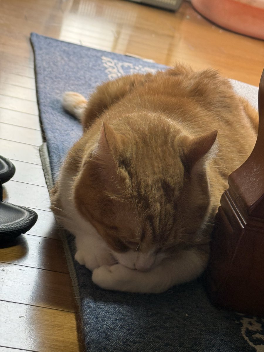 anzan813's tweet photo. 身だしなみキャット
自分で綺麗にしててえらいぜ
抜け毛も自分でなんとかしてくれたまへ
全ての服が猫の毛だらけ
猫飼いの定めやね https://t.co/5yfSCKqoYj