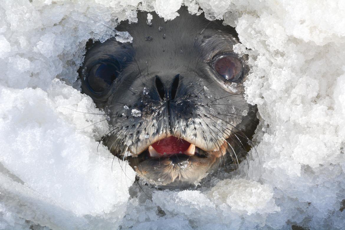 nerpamindset's tweet photo. *Bursts through ice floe* Hello https://t.co/tsAWclaJDE