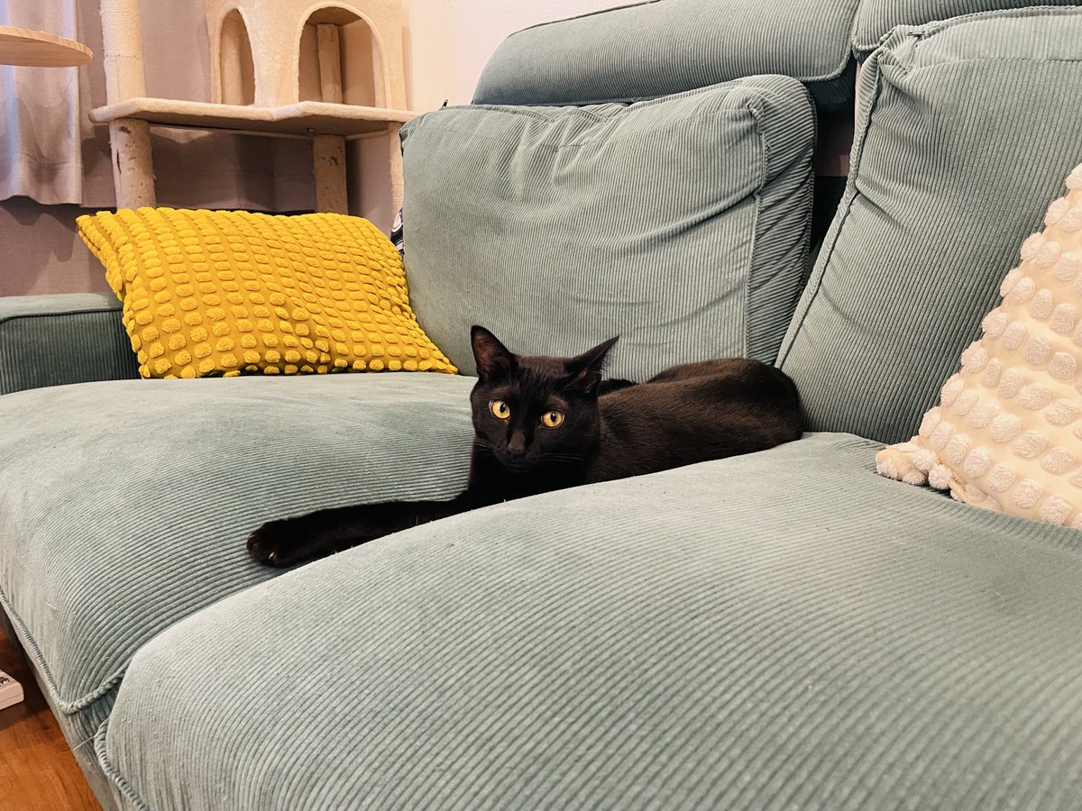 cafe_mocha_2yan's tweet photo. 人間のいないソファでのびのびのネコチャン🐈‍⬛ https://t.co/ZbQIwRgW36