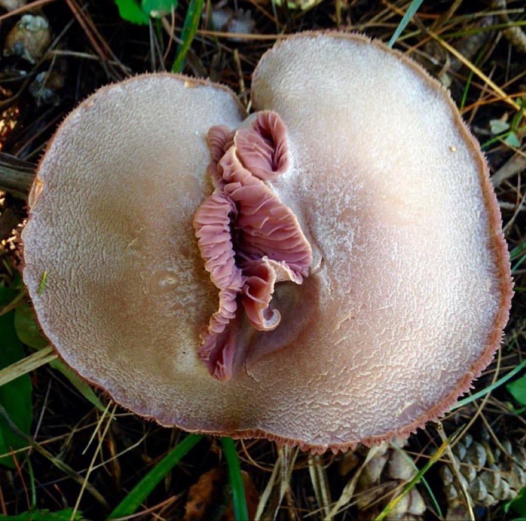 CharlyDoshi's tweet photo. You've heard of the penis envy mushroom, now it's time for https://t.co/dsIS0nomsC