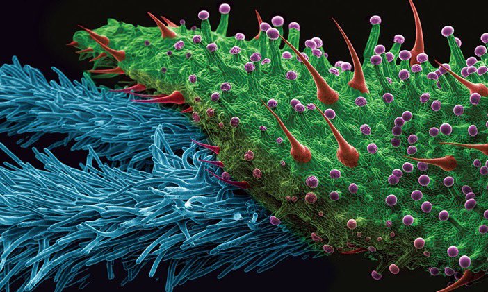 CharlyDoshi's tweet photo. Cannabis flower under an electron microscope https://t.co/R5q7XEjI96