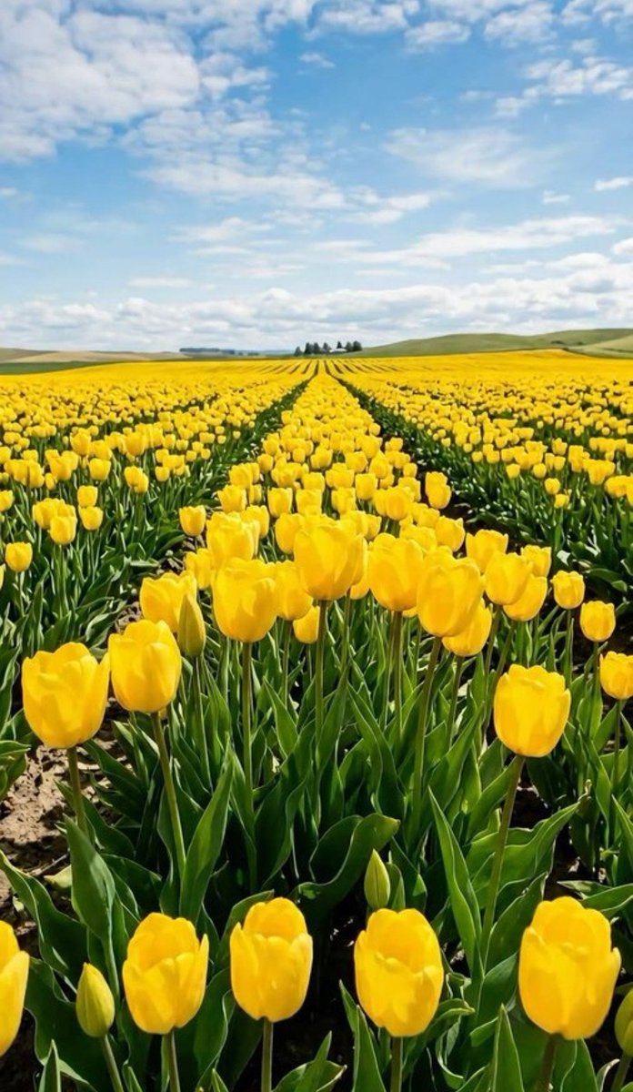 17017Nov's tweet photo. 💛💛🌿Happy weekend All🌿💛💛 #tulips https://t.co/wsZuWRrOMj