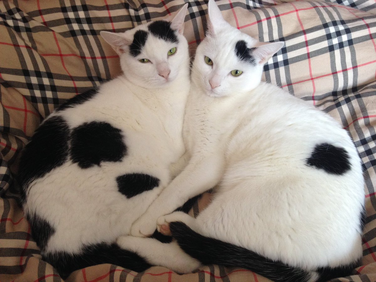 ary_ai_partner's tweet photo. ネコ好きにたまらないです😻

てことで、
ウチの子も混ぜて作ってみました😽💛

またまた素敵なプロンプト
ありがとうございます❣️ https://t.co/mqFBEpQyeH