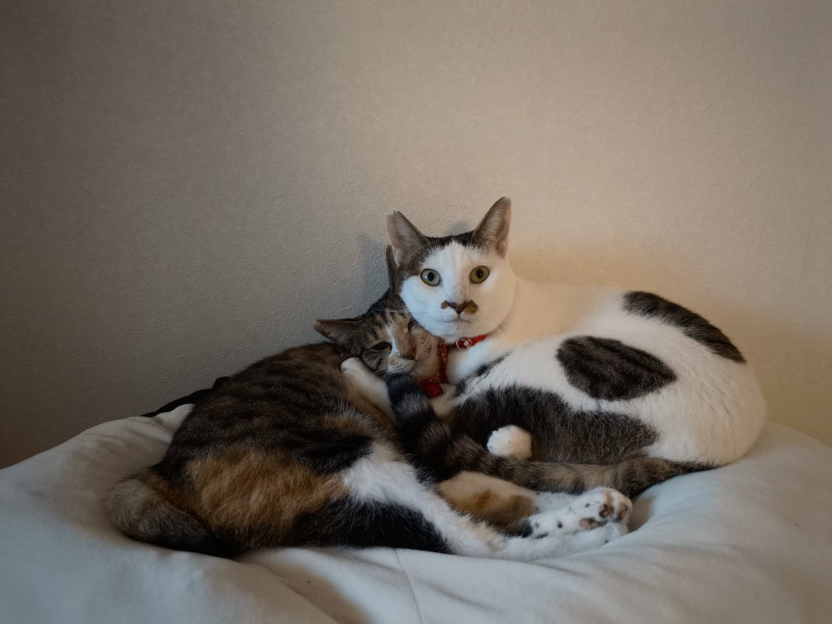 edwin_yzq's tweet photo. @mimimi317960487 引越して彼女が飼ってた猫がやってきました🐱 https://t.co/iLHuTA1rgA