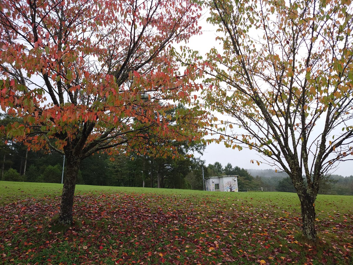 teteterumik's tweet photo. 生憎の雨☂️だけど…
八ヶ岳農業実践大学校(原村)
『焼きたての香りマルシェ』🥖☕️🧁
行ってきたよ

ちょっとお散歩してみたり🚶‍♀️
紅葉してる木もあったり、ヤギさん居たり😊

パン屋さん、シフォンケーキ屋さん、コーヒー屋さん、etc　巡って
いっぱい買っちゃった😋 https://t.co/OrVxi7oiSY