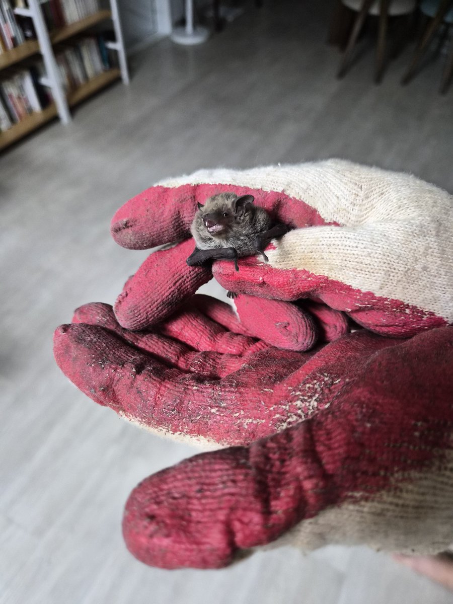 L19R20's tweet photo. A tiny friend suddenly wandered into my house last night!
I carefully caught it and let it back outside.
It was warm and squishy 😂
Maybe I should add a bat to my game...
#bat https://t.co/3CvRA8gA8r