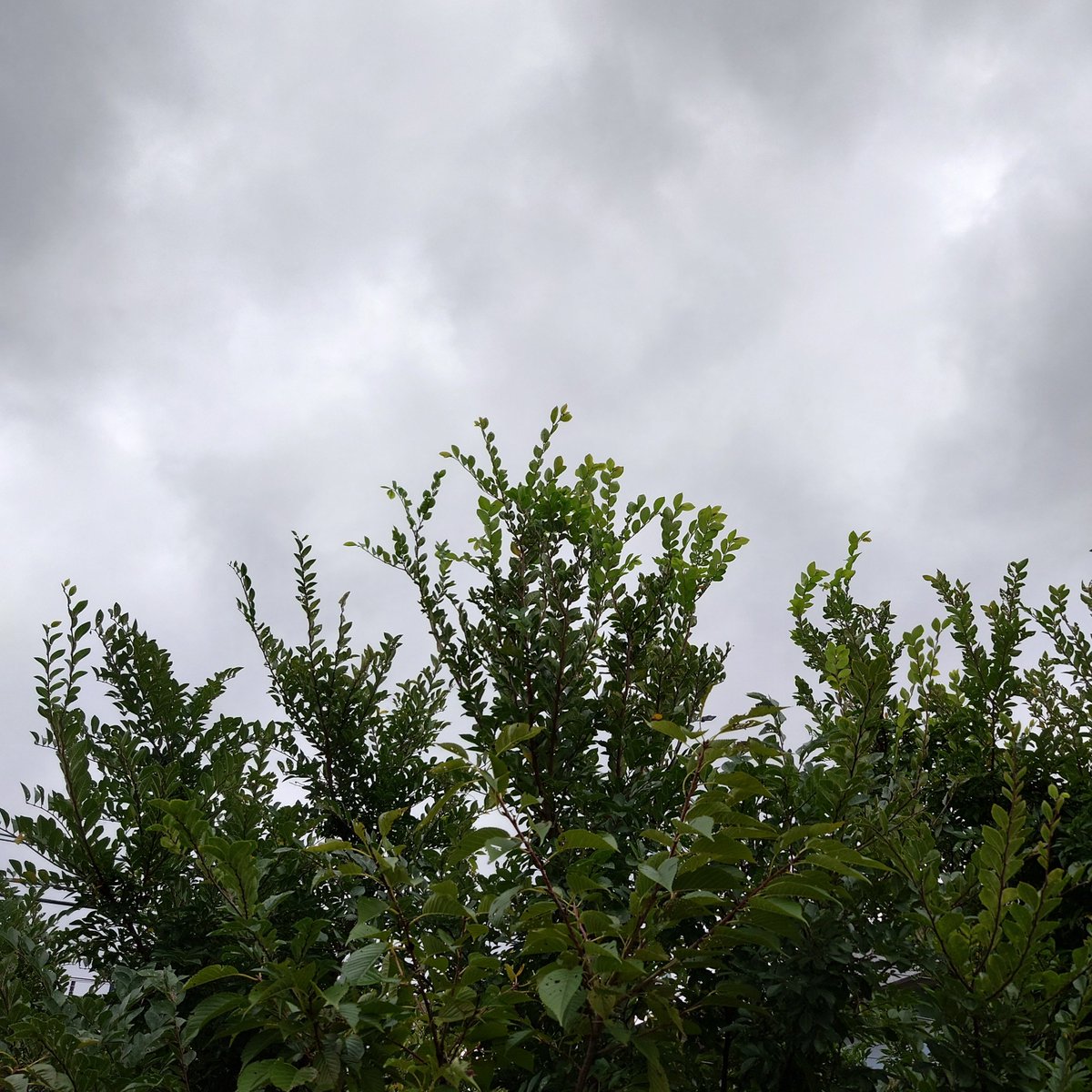 MARIMOTCHT's tweet photo. 雨が降ったり止んだりです☘️
#いまそら https://t.co/CjgC1DQRCU