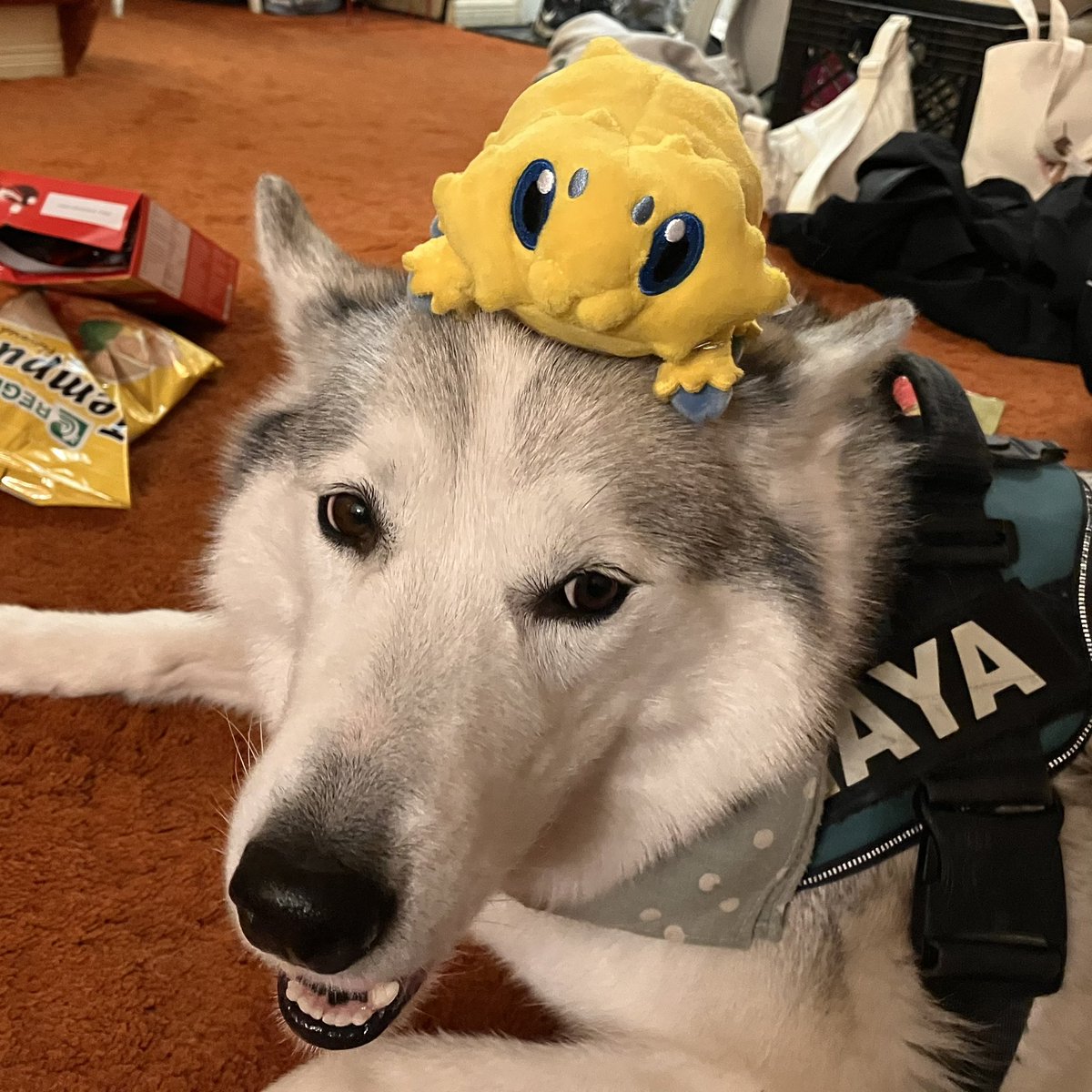 ProblemTrash's tweet photo. hat https://t.co/0DDLylmh5b