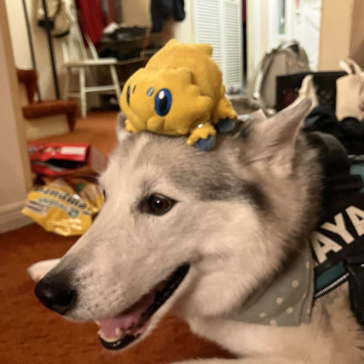 ProblemTrash's tweet photo. hat https://t.co/0DDLylmh5b