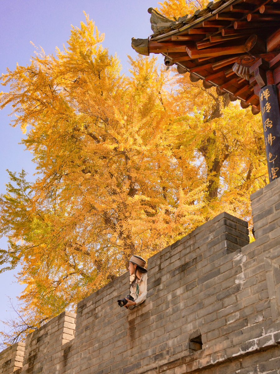 MaameKaywd's tweet photo. Look, ginkgoes lean softly as the tang dynasty wind blows, and the judge met this poetic scene by the apricot tree. https://t.co/rabSvel9X5