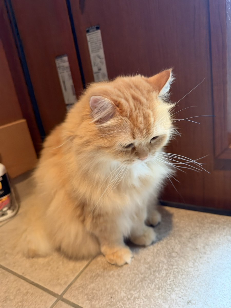 NEKOLAND13's tweet photo. 妻が休日出勤してから玄関でずっとコレ https://t.co/y2rK1p5QPX