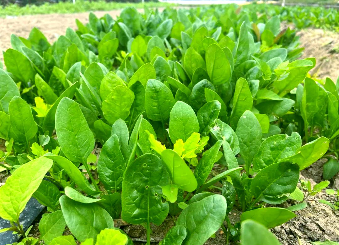 MeganGoodrou's tweet photo. Just tried @LocalFarmFresh's organic baby spinach—crunchy, earthy and packed with tiny nutrient bursts, perfect for raw salads or quick sautés. Game changer for weeknight meals!  #FoodFind https://t.co/SoHUOXdKXy