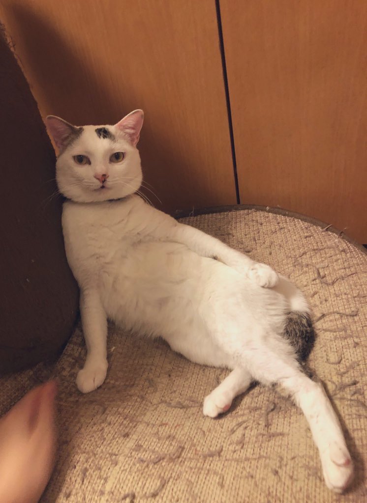 Delicasteals's tweet photo. イライラするからうちの猫のセクシーポーズでも貼るか https://t.co/HuLhmmJx3e