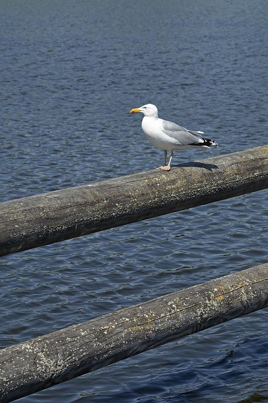 r7zfq's tweet photo. Pray for the damaged box left by the gull.， https://t.co/DSW9oWB5Jj