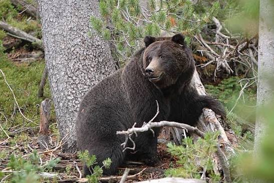 butcherbirdies's tweet photo. @BrotherSlyCDN @pennyelizabeths Its all good, no worries! Bears are a colorful bunch, heres some particularly dark Yellowstone grizzlies because I think theyre cool https://t.co/VvGmRIW7Gr