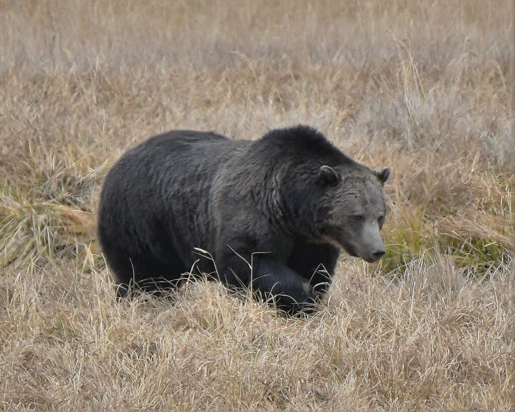 butcherbirdies's tweet photo. @BrotherSlyCDN @pennyelizabeths Its all good, no worries! Bears are a colorful bunch, heres some particularly dark Yellowstone grizzlies because I think theyre cool https://t.co/VvGmRIW7Gr