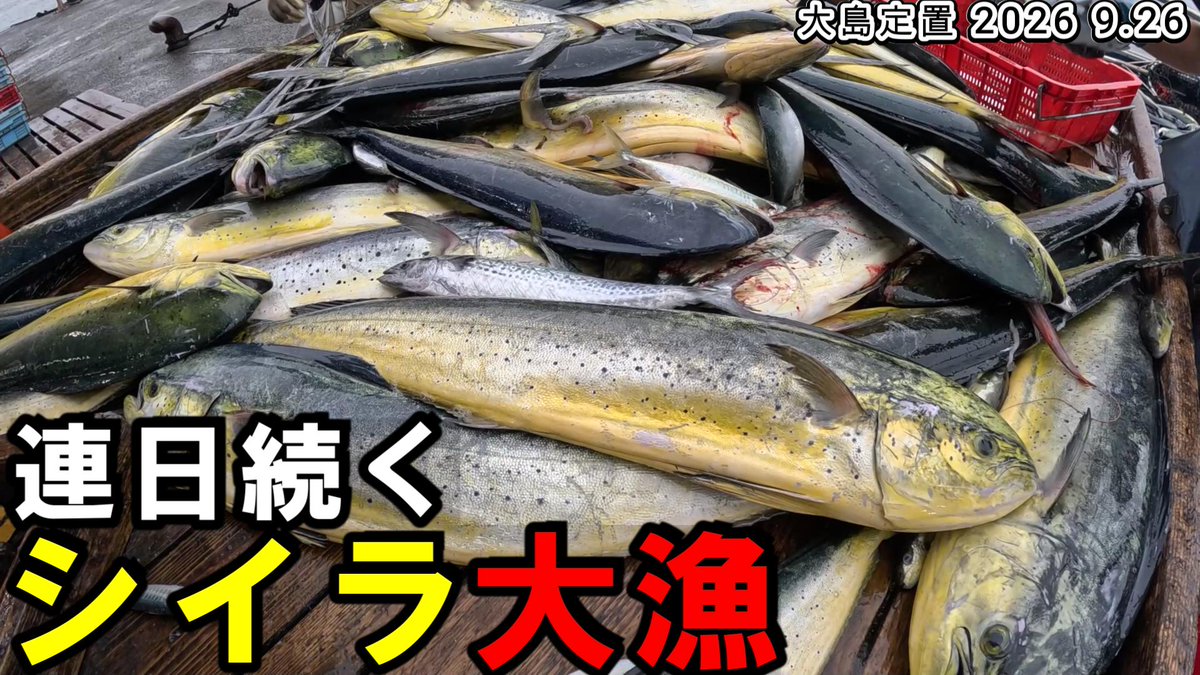 yaoti0040's tweet photo. https://t.co/dn4VD8OEYH
本日の漁の動画も17時公開です
海中映像もあります
連日続くシイラ大漁でした
大漁続きで少し疲れたので
明日は休みなのでゆっくりしますか、、

少しでもおもしろいと思ってくれたら チャンネル登録、高評価おねがいします

#漁師
#定置網
#若狭 https://t.co/VyOEpojQtv