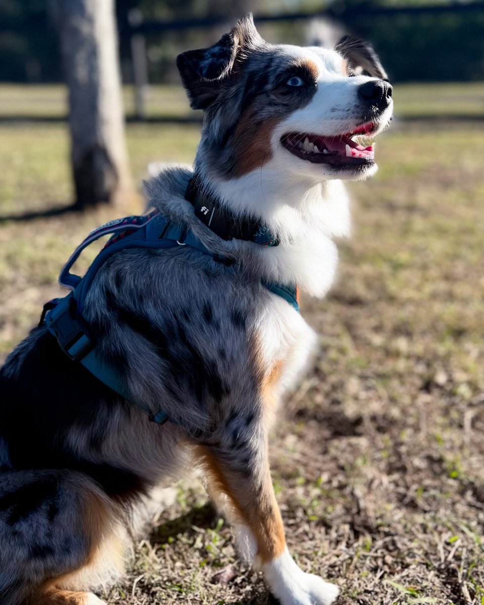 allisonsanchezw's tweet photo. Ready to start the week with a wagging tail and a positive attitude? Lilo is! Let’s make this Monday pawsome and full of new adventures! https://t.co/7oZvCYyvdG