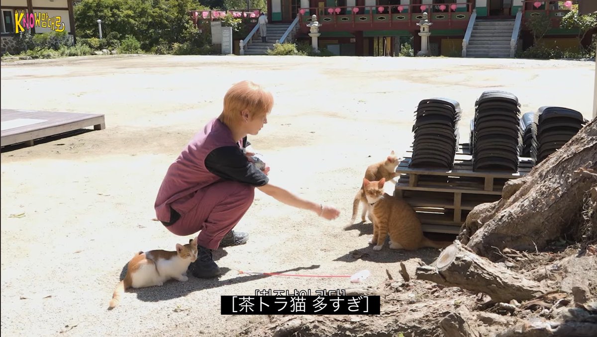NETTO__Ov's tweet photo. 毛並みが同じねこが4匹 https://t.co/mQHBVnJSv9