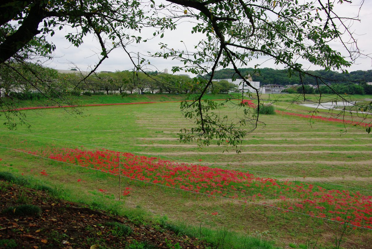 HiAmutsuki's tweet photo. 2026年9月25日
埼玉県入間市『黒須さくら広場』
彼岸花が帯状に沢山植えられていました。混雑もなく、ゆっくりと花が見られる場所でした。#ヒガンバナ https://t.co/BusWFDIPaQ
