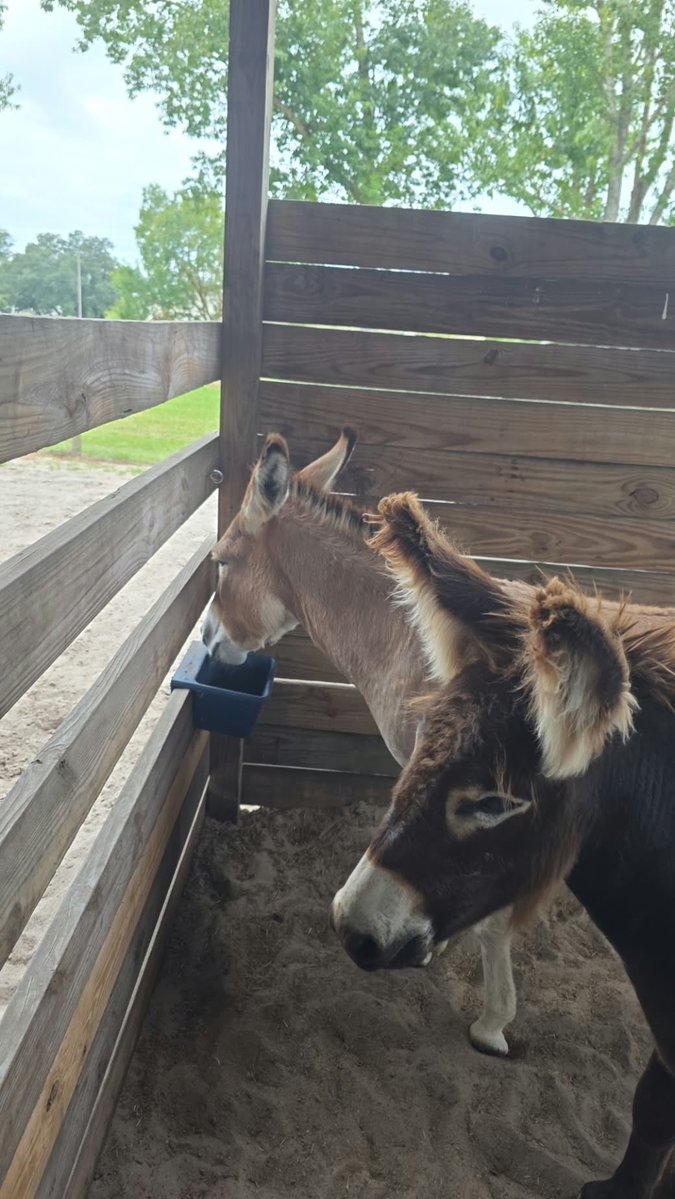 Sassafrass_84's tweet photo. Long day today. Just got home. Tomorrow I go and pick up these three babies. So instead of getting 1 donkey, we are getting three for a steal. 

I don’t even know what I am going to name them yet. Two girls and one boy. 

Give me some suggestions, friends. https://t.co/qKqvaQ79ap