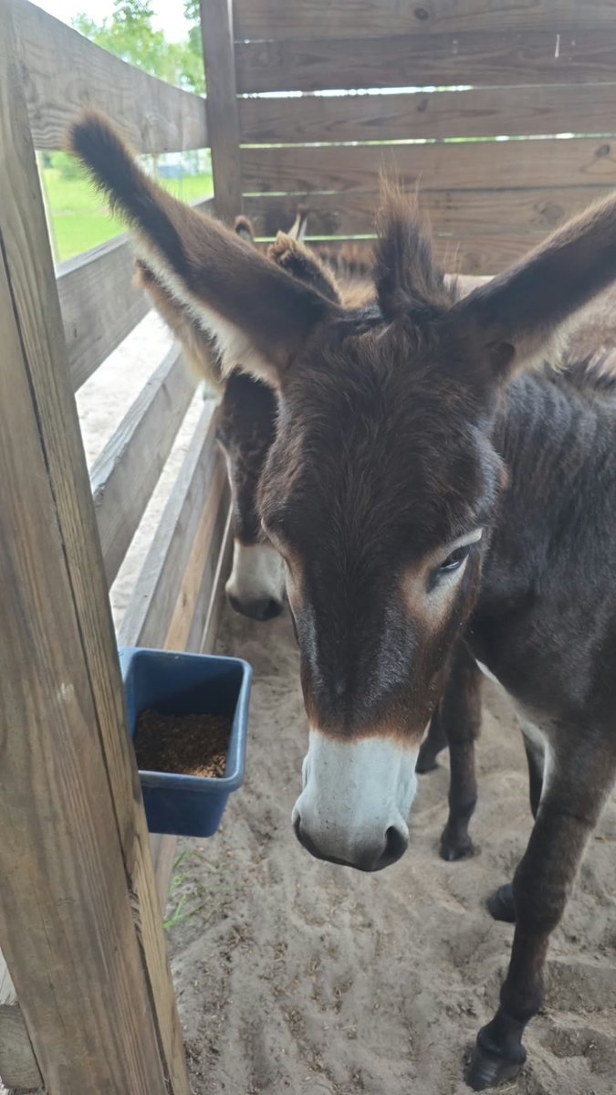 Sassafrass_84's tweet photo. Long day today. Just got home. Tomorrow I go and pick up these three babies. So instead of getting 1 donkey, we are getting three for a steal. 

I don’t even know what I am going to name them yet. Two girls and one boy. 

Give me some suggestions, friends. https://t.co/qKqvaQ79ap