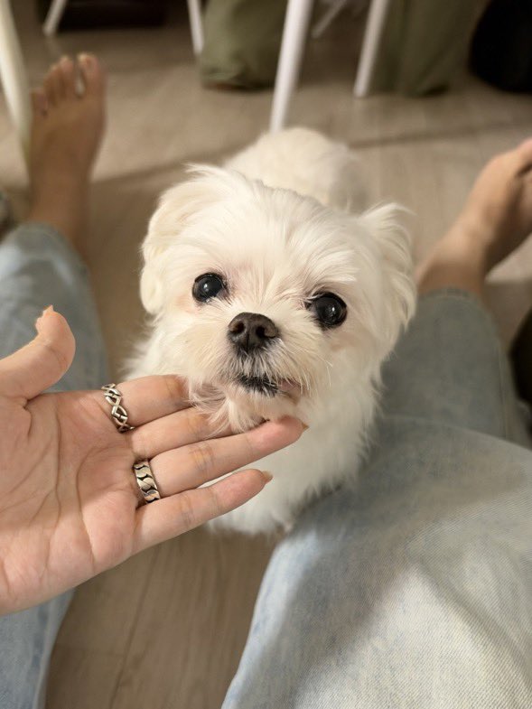 bappuri0's tweet photo. 밥후리의 추석   몰으는 누나들한테 잔뜩 밥알받기 https://t.co/yHhz3ACgGK