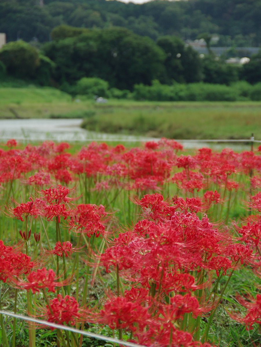 HiAmutsuki's tweet photo. 2026年9月25日
埼玉県入間市『黒須さくら広場』
彼岸花が帯状に沢山植えられていました。混雑もなく、ゆっくりと花が見られる場所でした。#ヒガンバナ https://t.co/BusWFDIPaQ