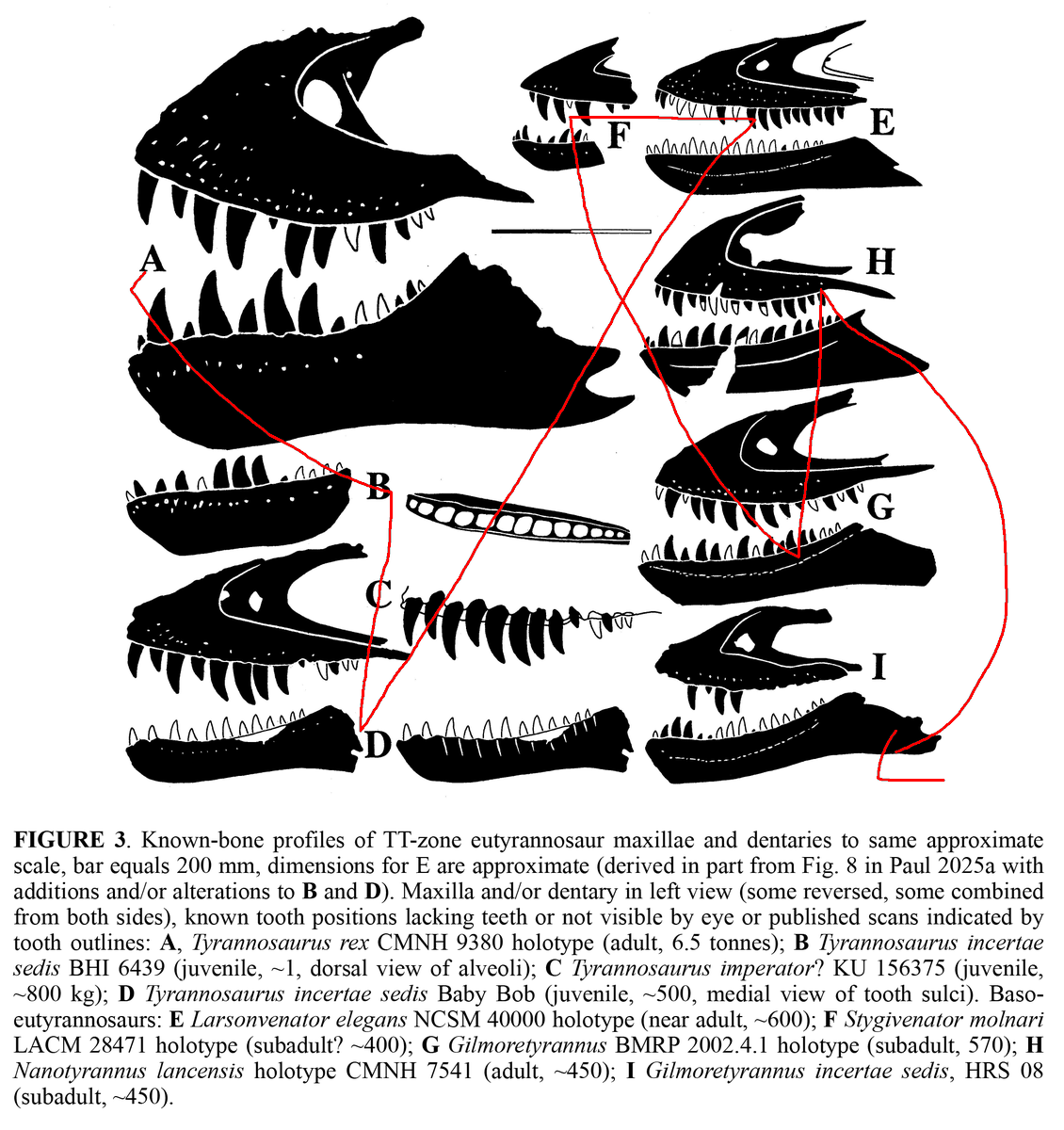 NatSciChannel's tweet photo. 🚨NEW STUDY DROP🚨

Greg Paul &amp; co. are at it again! This time, they find N. lethaeus as a new genus, Gilmoretyrannus, and Bloody Mary as a new genus/species - Larsonvenator elegans. Greg's inability to make a good figure persists but...

🎨: julius csotonyi https://t.co/mLoVwLIjwt