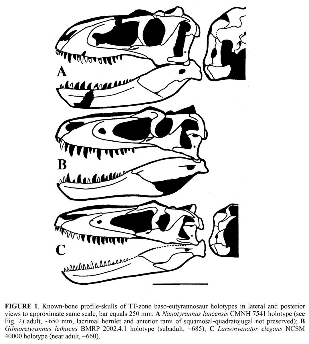 NatSciChannel's tweet photo. 🚨NEW STUDY DROP🚨

Greg Paul &amp; co. are at it again! This time, they find N. lethaeus as a new genus, Gilmoretyrannus, and Bloody Mary as a new genus/species - Larsonvenator elegans. Greg's inability to make a good figure persists but...

🎨: julius csotonyi https://t.co/mLoVwLIjwt