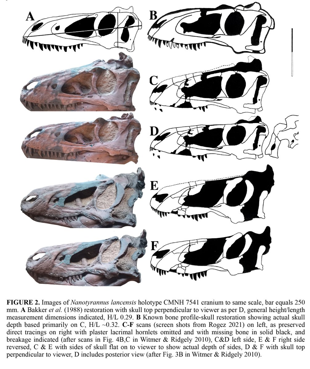 NatSciChannel's tweet photo. 🚨NEW STUDY DROP🚨

Greg Paul &amp; co. are at it again! This time, they find N. lethaeus as a new genus, Gilmoretyrannus, and Bloody Mary as a new genus/species - Larsonvenator elegans. Greg's inability to make a good figure persists but...

🎨: julius csotonyi https://t.co/mLoVwLIjwt