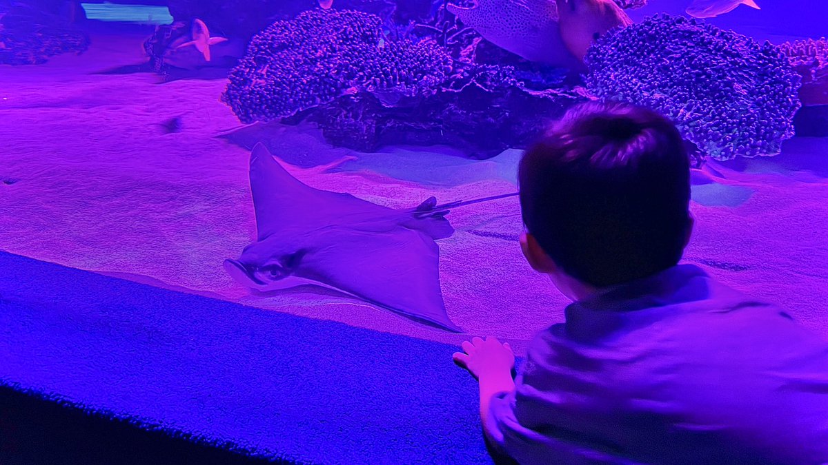 yohei_horikawa's tweet photo. 夜の水族館に行ってきました。息子と仲良くなってくれたエイさん。不思議な友情を感じました✨

これからパパになる人へ、「こんな毎日が待っているよ」と伝える育児noteを書こうかな🖋️

息子はもうすぐ4歳。小さな体を支えて沐浴させていたのが、ついこの間のようです。

#サンシャイン水族館
#子育て https://t.co/FRKBYWNR9Z