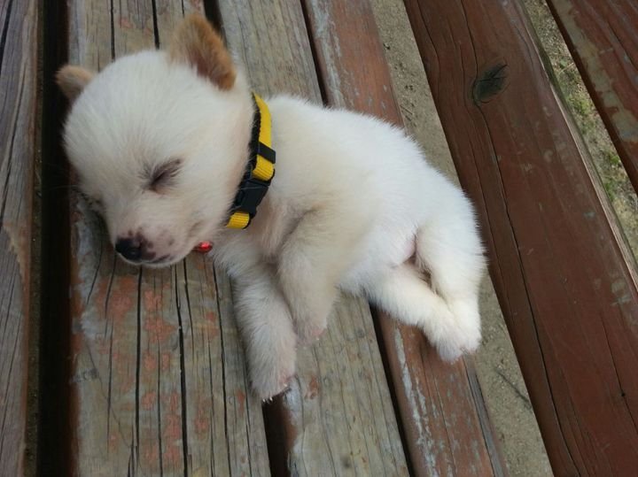 cutestpuppyy's tweet photo. https://t.co/lT9JOmV0Bu